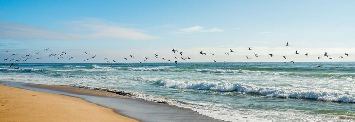 Seagulls fly over a sandy beach